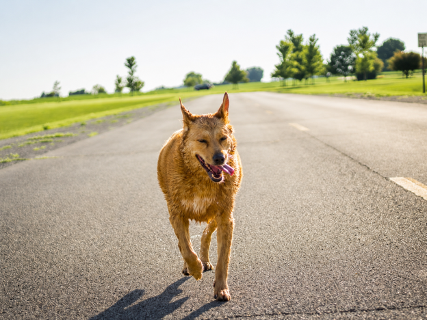 Brown Dog Running on a Street