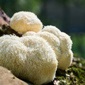 Lion's mane