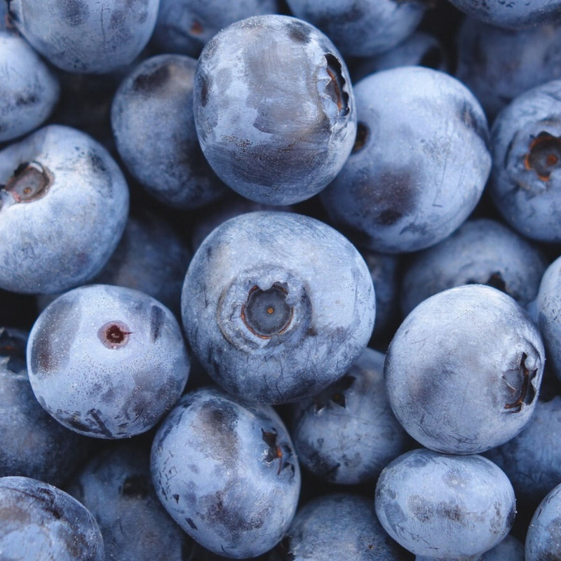 Organic Blueberry Fruit Powder