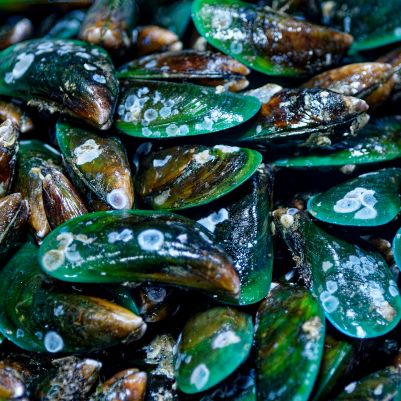 Green-lipped Mussel