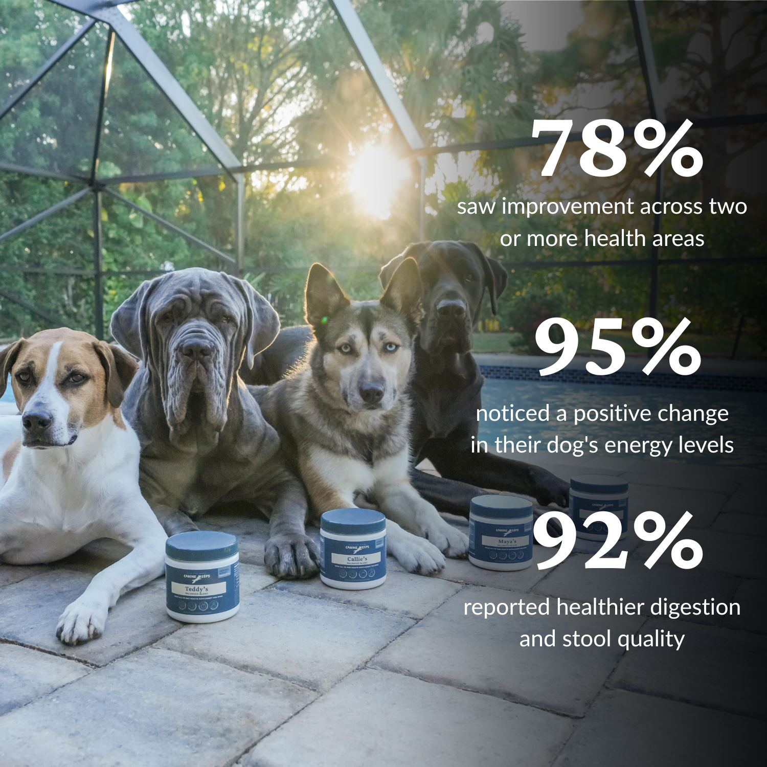 Four dogs sitting together on a patio with several Canine Keeps supplement jars in front of them. Large text on the right lists positive results: 78% saw improvement across two or more health areas, 95% noticed a positive change in their dog's energy levels, and 92% reported healthier digestion and stool quality.