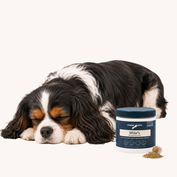 Dog lying next to a Canine Keeps jar on a white background