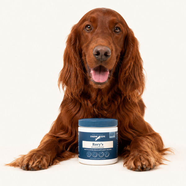 Brown dog sitting next to a Canine Keeps jar on a white background