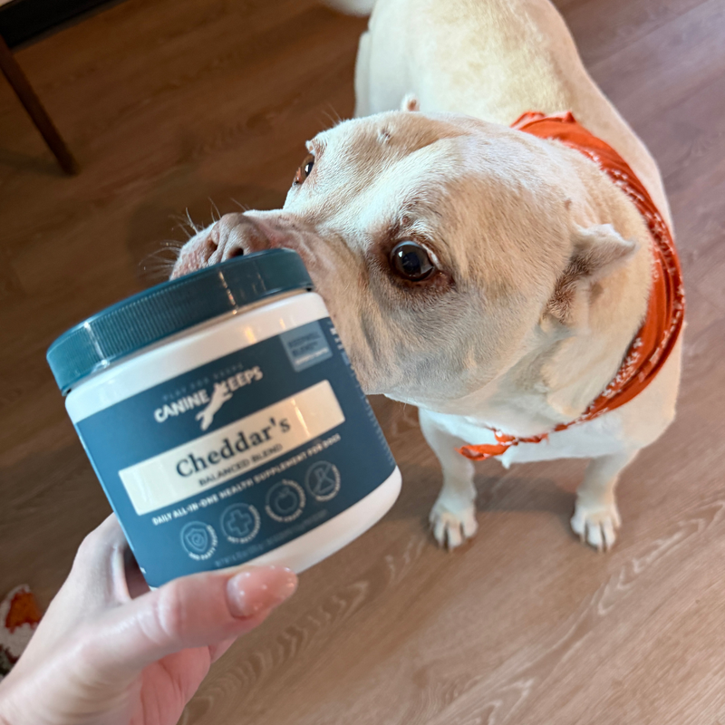 - Cheddar's human