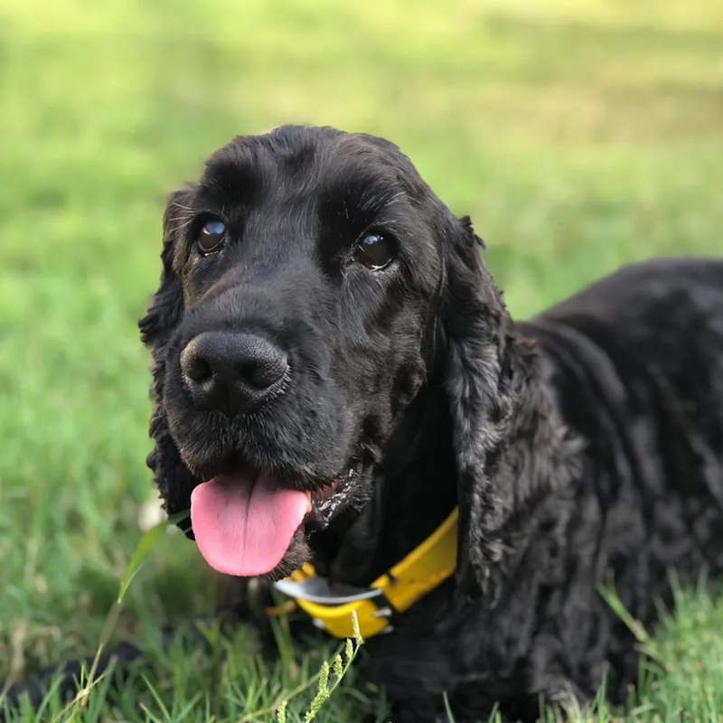 - Murphy's human