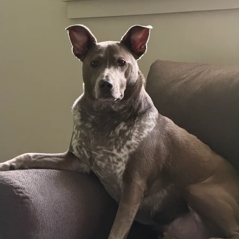 - Franklin's human