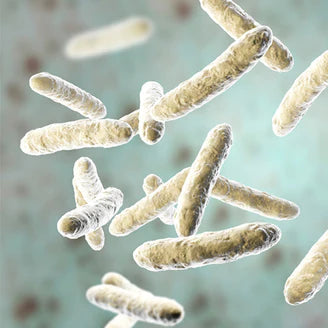 Lactobacillus plantarum